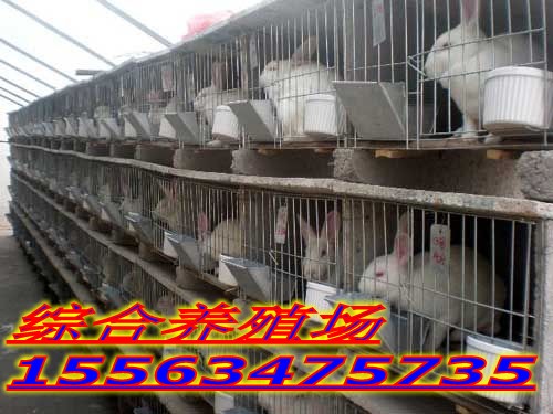 象山县123肉兔现在市场多少钱一斤_肉兔价格