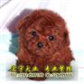 供应纯种宠物狗泰迪熊犬广州哪里有卖泰迪熊犬