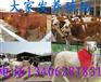 上海肉牛价格
