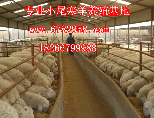 湖南株洲肉羊价格 肉羊养殖场 波尔山羊多少钱一斤 牛犊价格