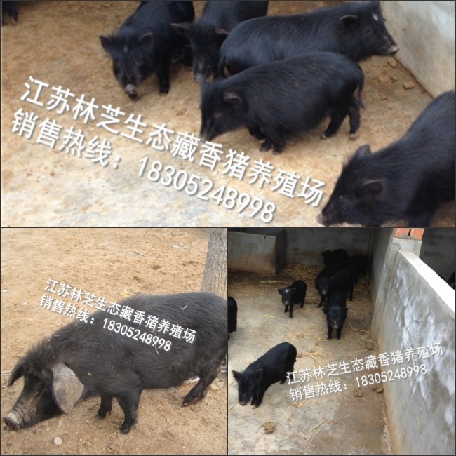 【北京黑猪养殖基地】