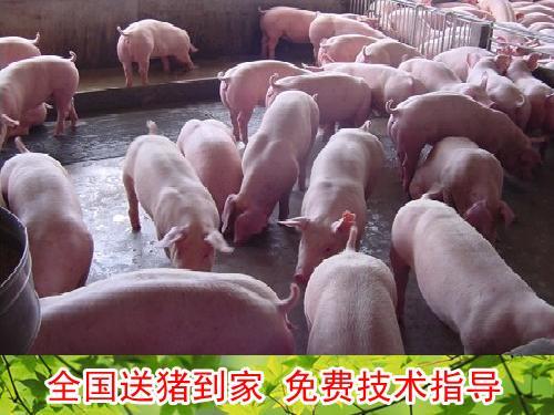 今日猪崽价格_今日崽猪价格_江苏省养猪合作