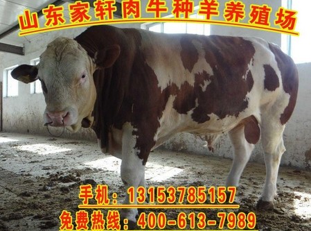 江西省石城县养殖业补贴政策.养牛的利润.关于