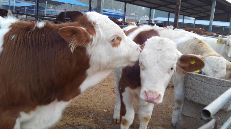 湖北省大冶市 养殖业补贴政策.养牛的利润.关于