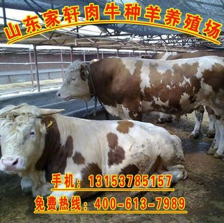 湖北省安陆市 养殖业补贴政策.养牛的利润.关于