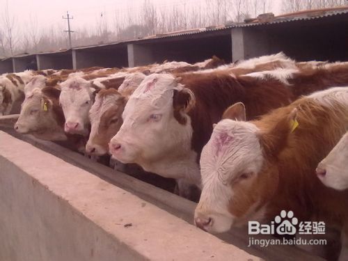 河池肉牛养殖技术肉牛养殖成本利润分析肉牛养