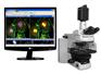 显微荧光图像分析系统