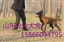 北京小马犬哪有卖的马犬价格