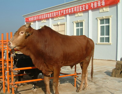 贵州省剑河县 附近的小肉牛犊价格?_小牛犊价