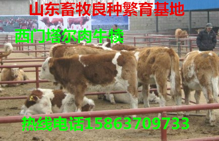 平舆县肉牛养殖基地有没有卖牛的_什么地方卖
