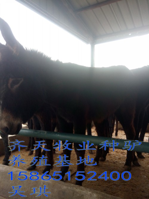 滁州市附近什么地方有养殖场_山东齐天牧业肉