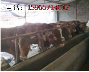 江苏省大丰市哪个品种的肉牛适合山区放牧_肉