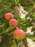 2015丰园红杏产地上市批发价格，丰园红杏价格行情。