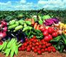 全国农产品批发价格，蔬菜价格，蔬菜配送行情