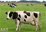奶牛（已孕，初胎） 体重大于1000斤 出售