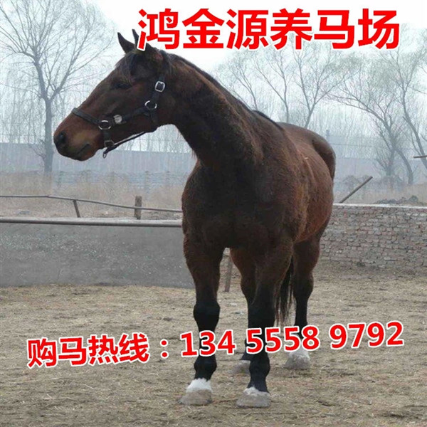 青浦区有没有马场卖旅游景区用马的_骑乘马价