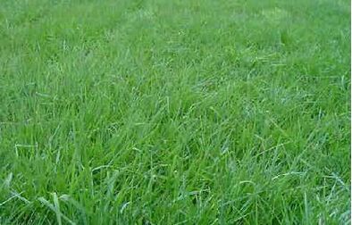 一年生黑麦草二倍体草坪种子--田野风