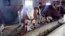 大型肉牛养殖基地 供应西门塔尔牛两岁母牛 500KG