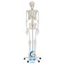 人体骨骼模型(高180cm)