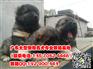 广州哪里有卖高加索犬多少钱一只广州边度有卖狗