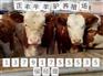 山东正丰牧业出售专业的肉牛：肉牛最新价格
