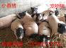 儋州荷兰香猪养殖场*香猪苗价格-泰国小香猪