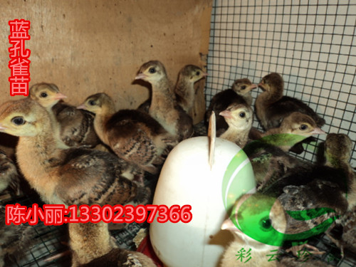 广西省玉林市海兰灰蛋鸡苗批发价多少_海兰灰