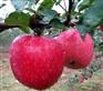 陕西洛川苹果 优质苹果基地