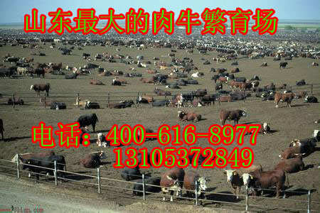 广西省南宁市横县哪里出售西门塔尔母牛,种牛