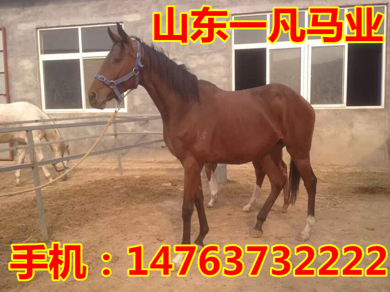 上海什么马最高贵,半血马跑速怎么样?_黑马和