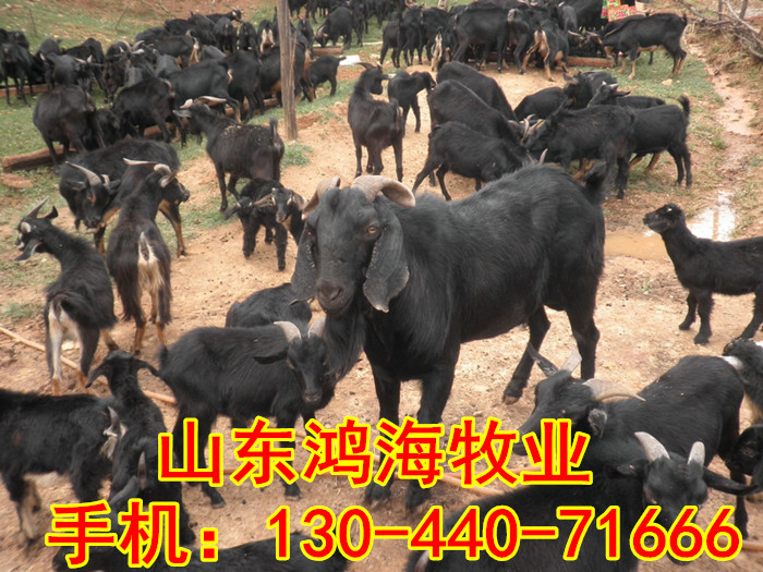 在青岛建一个小型养牛场需要投资多少钱,养乌