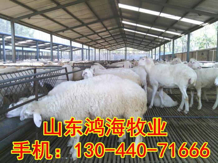 在广州建一个小型养牛场需要投资多少钱,养改