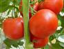 鹤壁口碑好的番茄厂家，供应蔬菜