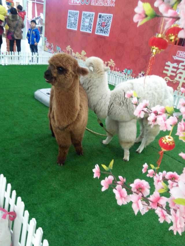 荆州市哪里有卖成年羊驼的_羊驼养殖场_羊驼