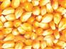 饲料厂大量求购玉米大麦棉粕等饲料原料