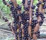 福建树葡萄种植批发 嘉宝果供应商 优质的嘉宝果批发
