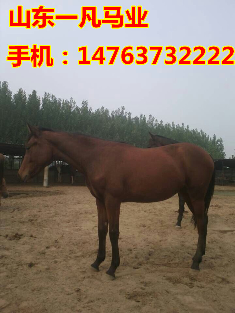 内蒙古设特兰矮马身高可以长到1米多少_荷兰