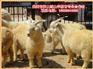 承山绒山羊繁育专业合作社供应便宜的绒山羊|盖州绒山羊