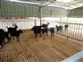 广西隆泉山羊出售最优的广西黑山羊养殖场，广西黑山羊养殖