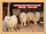 承山绒山羊 优质的绒山羊就在承山绒山羊繁育专业合作社