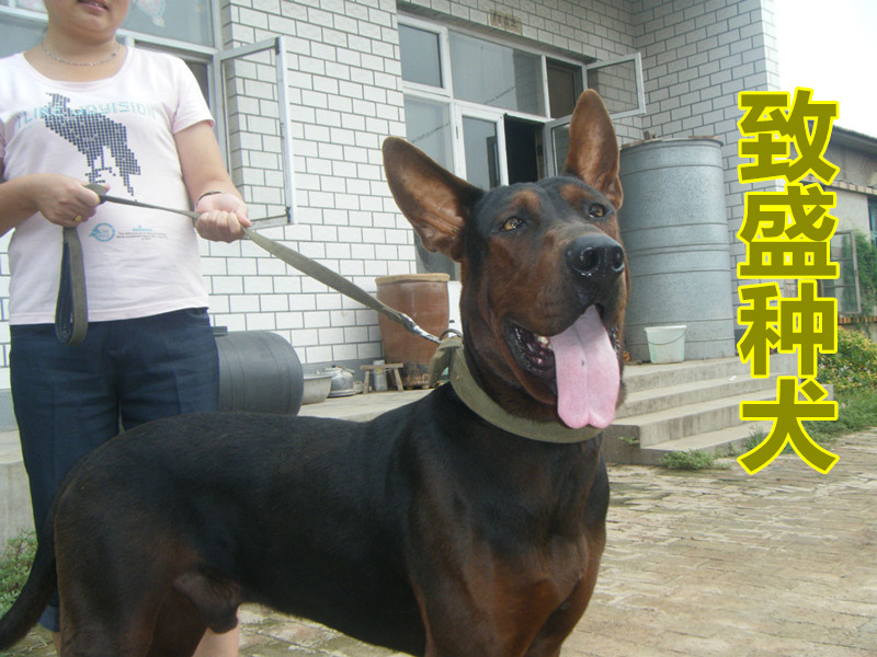 阳泉莱州红犬中型犬有哪些品种