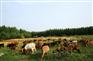 凉山生态羊 要买优惠的生态养殖羊，成都金乡农业是不二选择