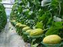 优质的哈密瓜种植大棚，广西创新型的哈密瓜种植大棚