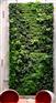 兴卉园艺场专业提供高仿真植物墙制造_厦门立体植物墙