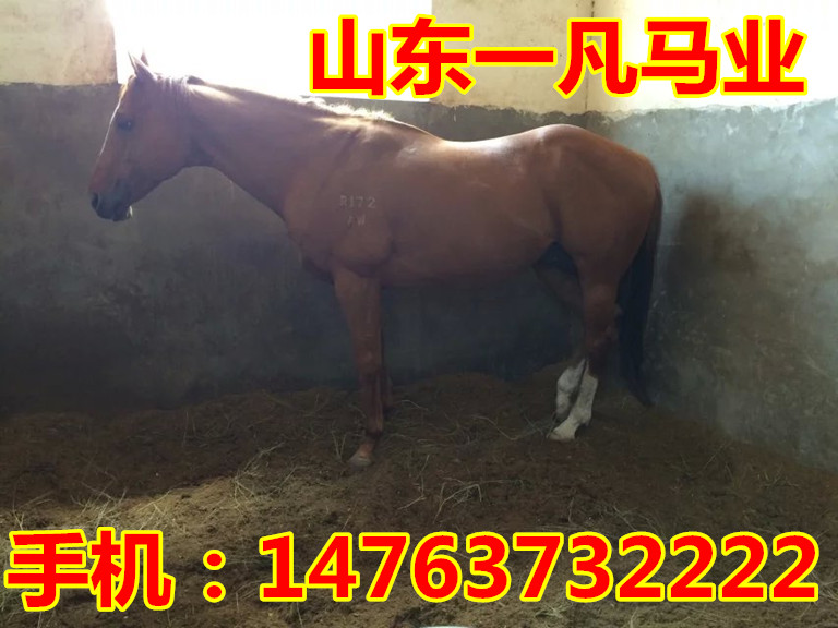 重庆旅游景区使用的是什么品种的马匹?哈萨克