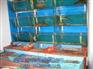 批发玻璃海鲜池，哪里能买到最便宜的玻璃海鲜池