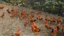 成都金乡农业供应便宜的生态鸡|四川生态鸡