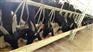 黑山羊养殖——实惠的广西努比亚黑山羊广西扶绥广羊农牧供应