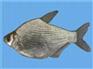 武昌鱼的做法价位——山西物美价廉的武昌鱼生产基地
