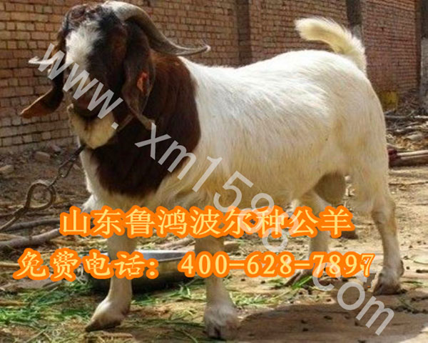 连云港地区国家养羊补贴政策_肉羊_肉牛犊_肉